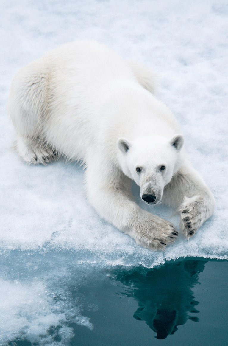 ours polaire 2