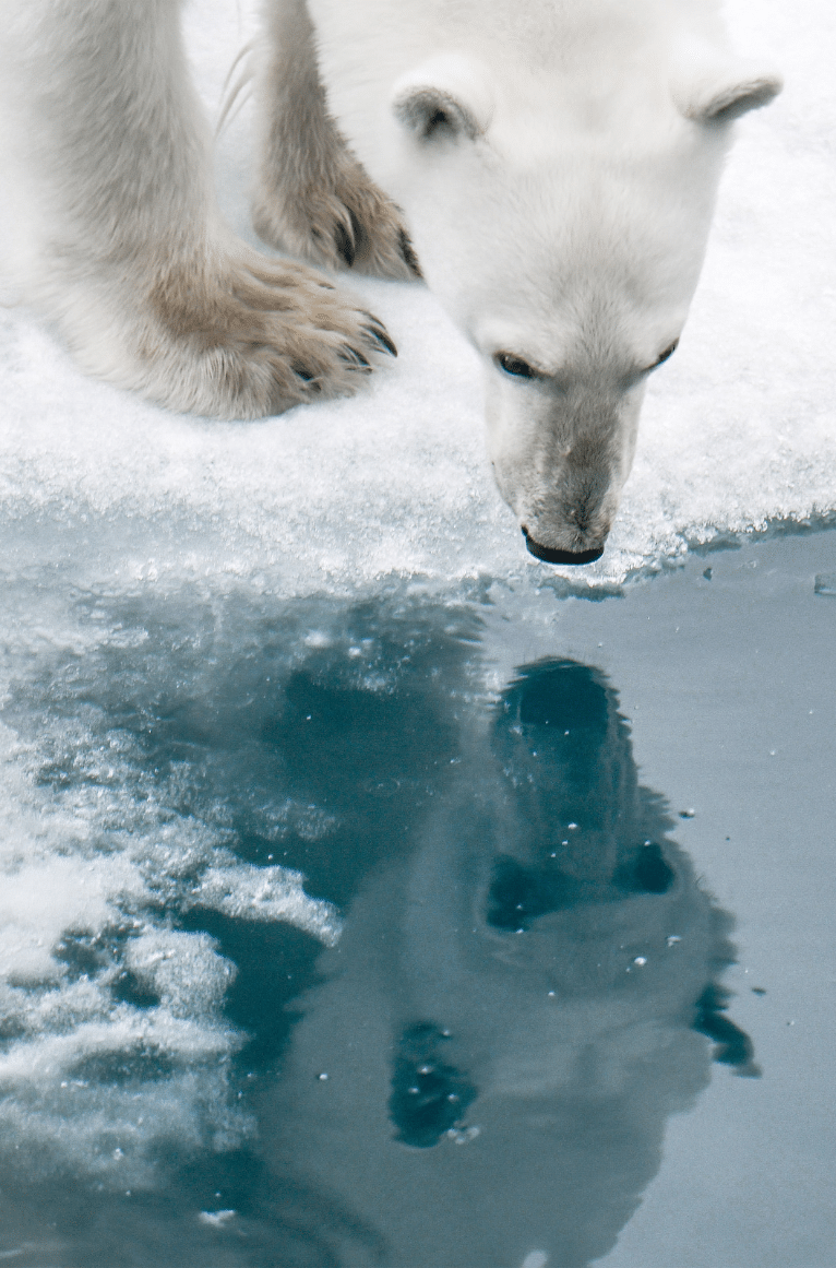 ours polaire 3